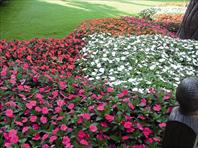 SunPatiens®