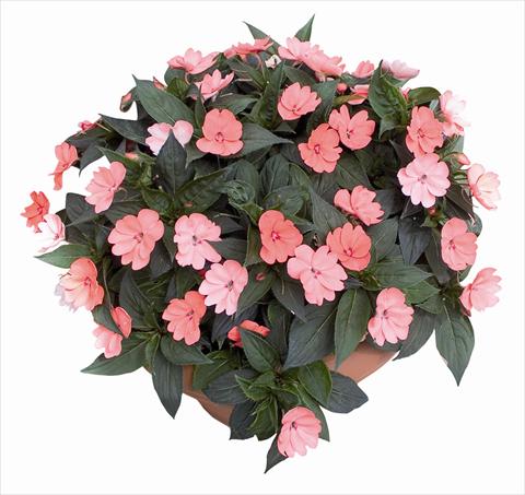 Foto fiore da  Aiuola e/o bordura Impatiens N. Guinea SunPatiens® Compact Blush Pink