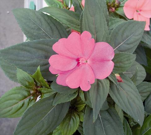 Foto fiore da  Aiuola e/o bordura Impatiens N. Guinea SunPatiens® Compact Lavander