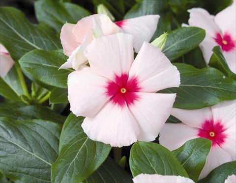 Foto fiore da  Aiuola e/o bordura Catharanthus roseus - Vinca Cora F1 Apricot