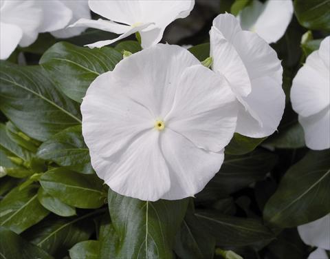 Foto fiore da  Aiuola e/o bordura Catharanthus roseus - Vinca Cora F1 White