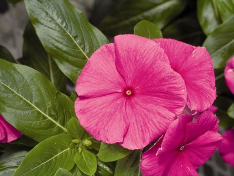 Foto fiore da  Aiuola e/o bordura Catharanthus roseus - Vinca Cora F1 Violet