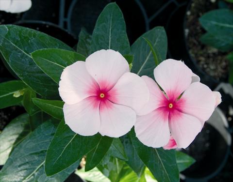 Foto fiore da  Aiuola e/o bordura Catharanthus roseus - Vinca Egeo F1 Blush