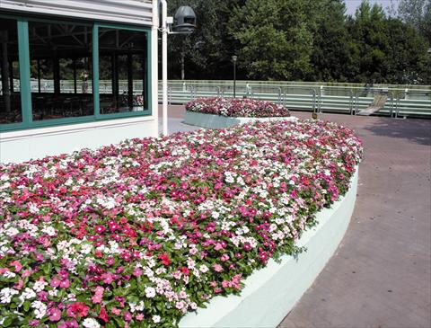 Foto fiore da  Aiuola e/o bordura Catharanthus roseus - Vinca Egeo F1