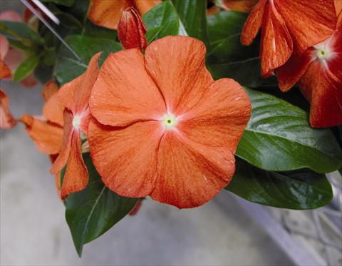 Foto fiore da  Aiuola e/o bordura Catharanthus roseus - Vinca Egeo F1 Orange