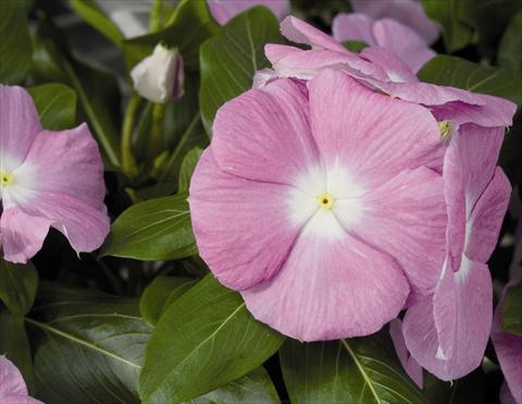 Foto fiore da  Aiuola e/o bordura Catharanthus roseus - Vinca Cora F1 Lavander Eye