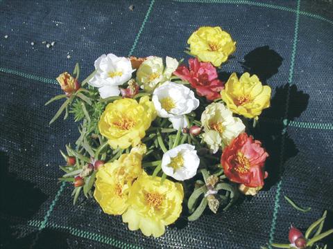 Foto fiore da  Vaso e aiola Portulaca Margherita Mix