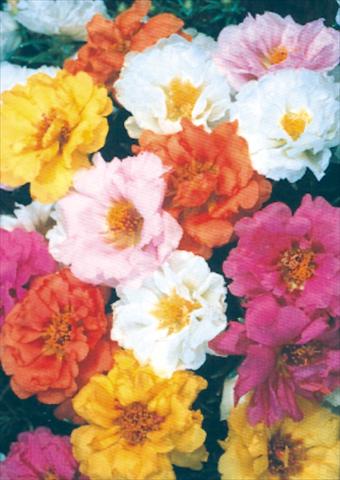 photo of flower to be used as: Pot and bedding Portulaca Sundial Mix
