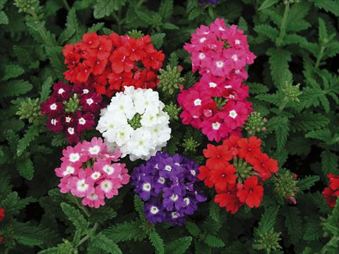 Foto fiore da  Basket vaso o aiuola Verbena Tuscany mix