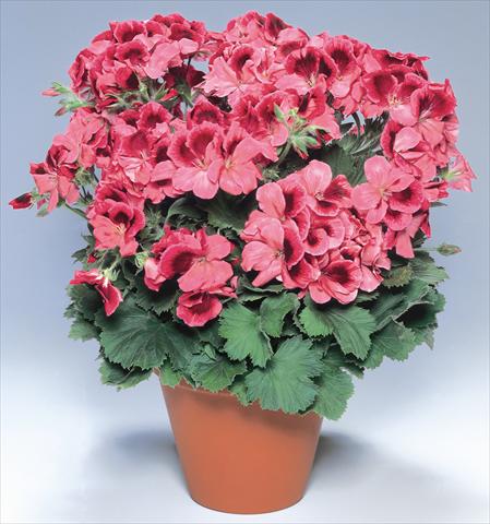 Foto fiore da  Vaso Pelargonium grandiflorum pac® Aristo® Apricot