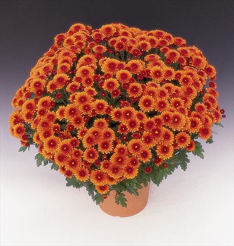 photo of flower to be used as: Pot and bedding Chrysanthemum Arfeu