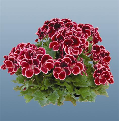 Foto fiore da  Vaso Pelargonium grandiflorum pac® Aristo® Beauty