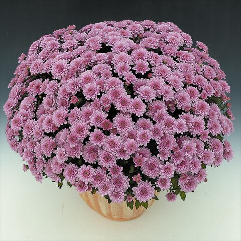 Foto fiore da  Vaso e aiola Chrysanthemum BonBon Rosé