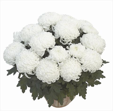 Foto fiore da  Vaso Chrysanthemum Clapoti Blanc