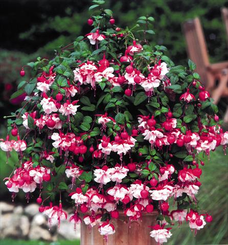 photo of flower to be used as: Basket / Pot Fuchsia Swingtime