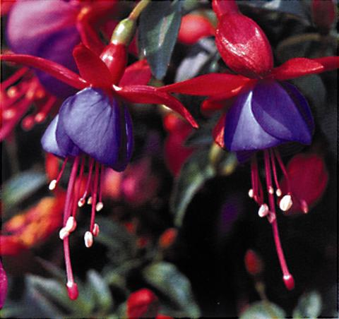 photo of flower to be used as: Basket / Pot Fuchsia Ballerina Blau