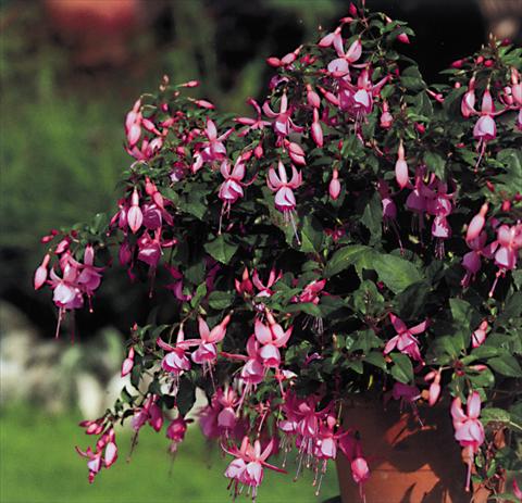 Foto fiore da  Basket o vaso Fuchsia Pink Beacon