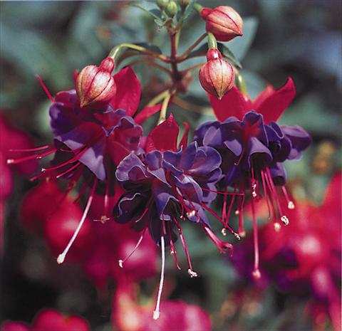 photo of flower to be used as: Basket / Pot Fuchsia Winston Churchill