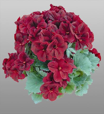 Foto fiore da  Vaso e aiola Pelargonium grandiflorum pac® Aristo® Shocko