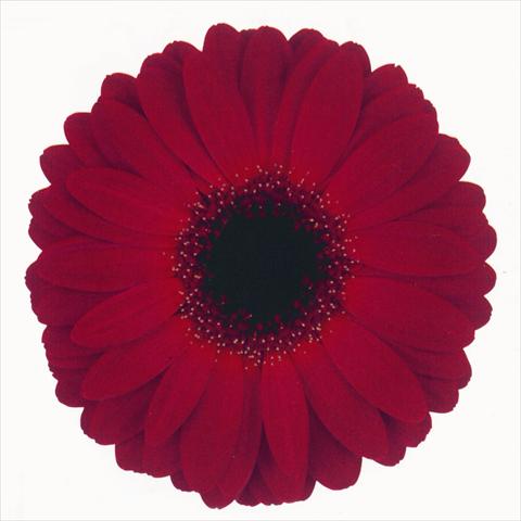 photo of flower to be used as: Cutflower Gerbera jamesonii Honolulu
