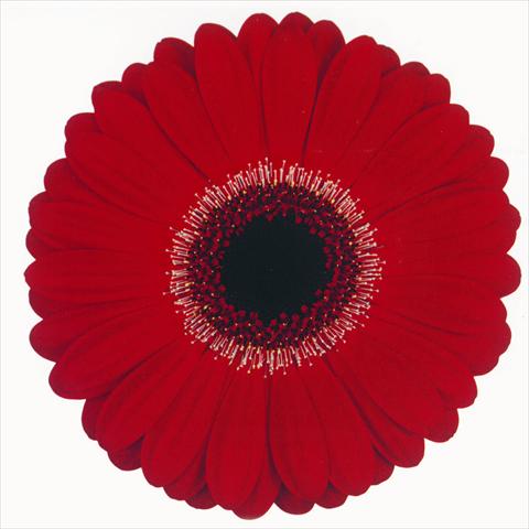 photo of flower to be used as: Cutflower Gerbera jamesonii Antibes