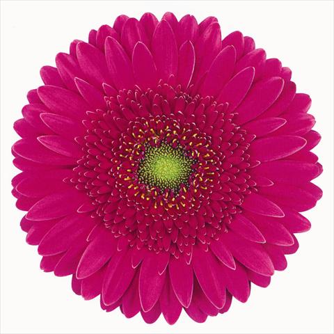 photo of flower to be used as: Cutflower Gerbera jamesonii Mermaid