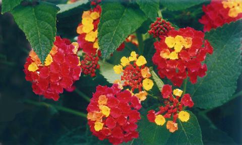 Foto fiore da  Vaso e aiola Lantana camara Ingersheimer