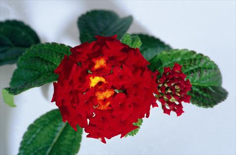 Foto fiore da  Vaso e aiola Lantana camara Kolibri Red