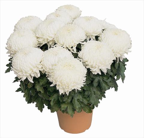 Foto fiore da  Vaso Chrysanthemum Malibu