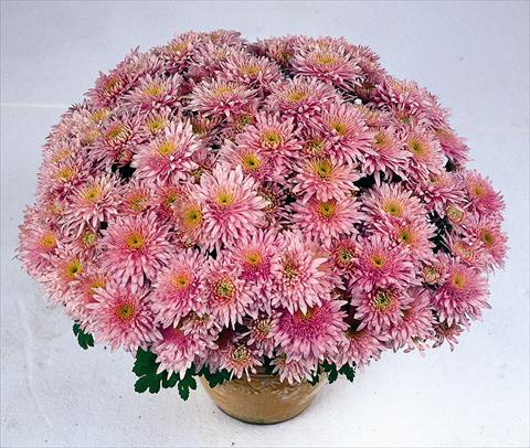 Foto fiore da  Vaso Chrysanthemum Obao