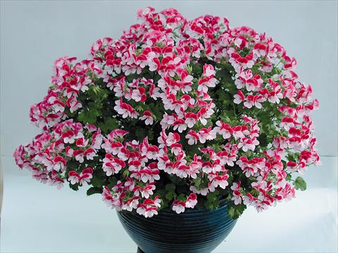 Foto fiore da  Vaso Pelargonium grandiflorum pac® Angeleyes® Bicolor