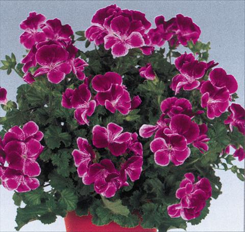 Foto fiore da  Vaso Pelargonium grandiflorum pac® Angeleyes® Burgundy