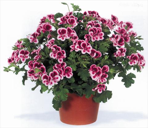 Foto fiore da  Vaso Pelargonium grandiflorum pac® Angeleyes® Randy