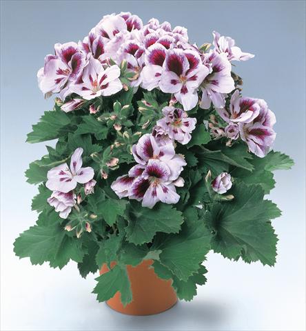 Foto fiore da  Vaso e aiola Pelargonium grandiflorum pac® Aristo® Clara Shumann