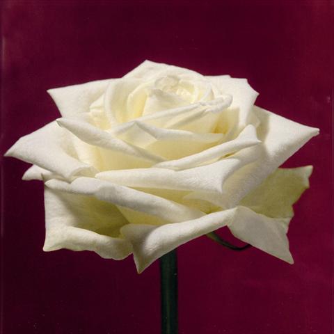 photo of flower to be used as: Cutflower Rosa Tea Boeing