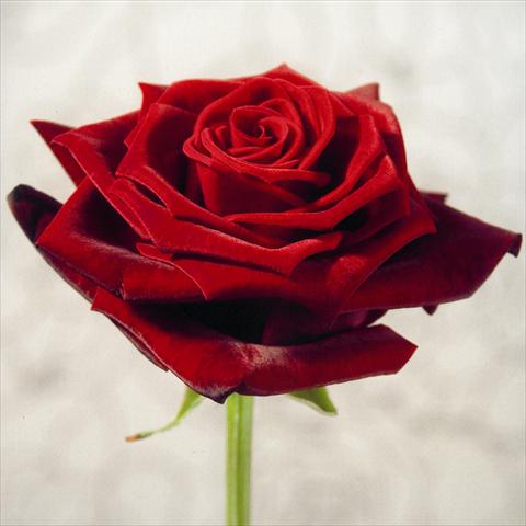 photo of flower to be used as: Cutflower Rosa Tea Grand Prix