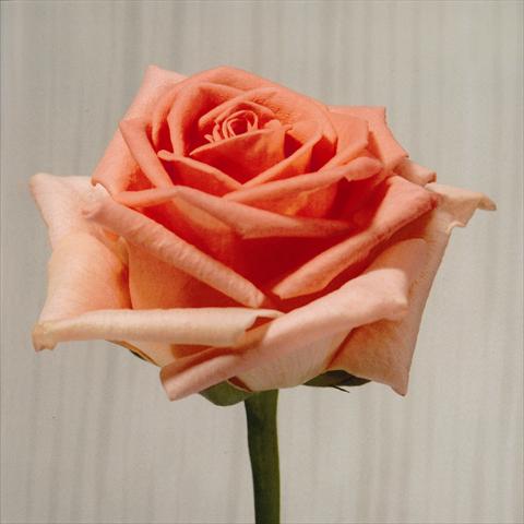 photo of flower to be used as: Cutflower Rosa Tea Homerun