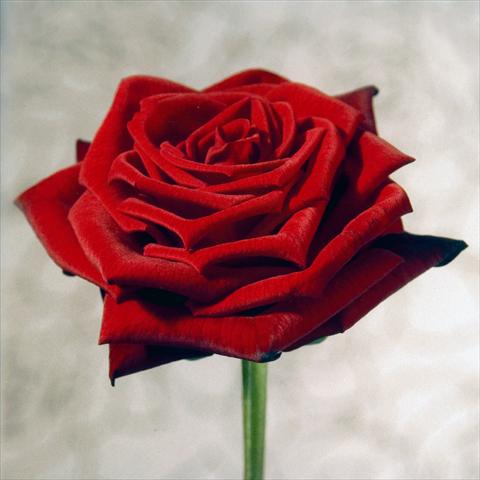 photo of flower to be used as: Cutflower Rosa Tea Pole Position