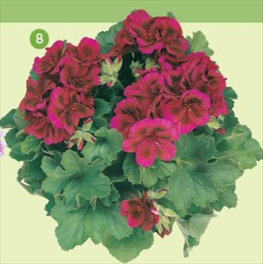 photo of flower to be used as: Basket / Pot Pelargonium grandiflorum Frontwind Austro