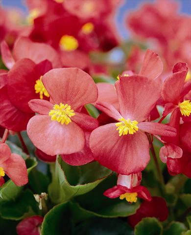 Foto fiore da  Aiuola e/o bordura Begonia semperflorens Ascot