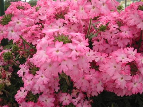 Foto fiore da  Vaso, aiuola, balcone, basket Verbena Magelana Pink Swirl