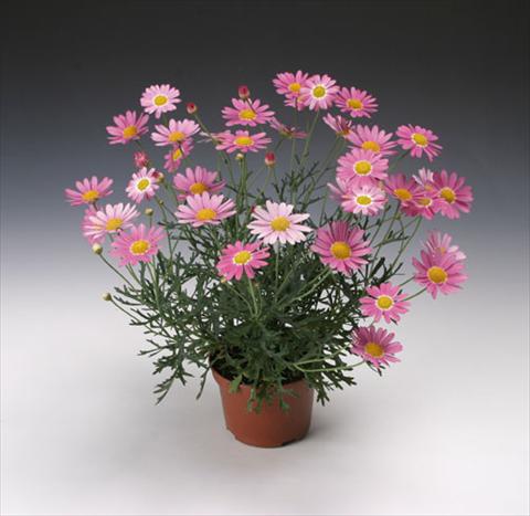 Foto fiore da  Vaso e aiola Argyranthemum frutescens Molimba® Maggy Rose single