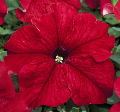 Foto fiore da  Aiuola e/o bordura Petunia grandiflora Bravo®