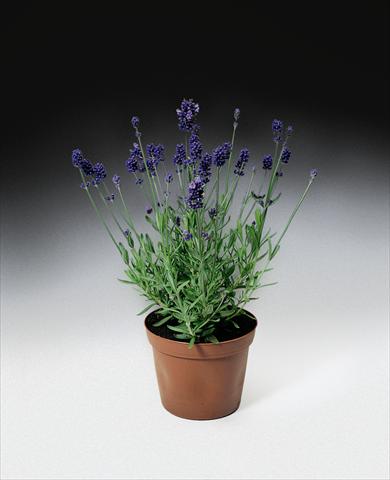 Foto fiore da  Aiuola e/o bordura Lavandula angustifolia Blue Scent TM