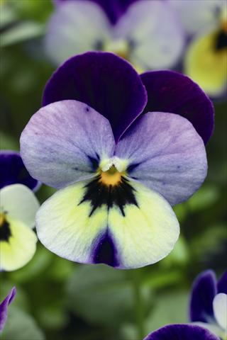 Foto fiore da  Basket o vaso Viola cornuta Endurio F1 Blue Yellow With Purple Wing