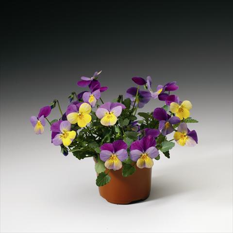 Foto fiore da  Basket o vaso Viola cornuta Endurio F1 Yellow With Violet Wing