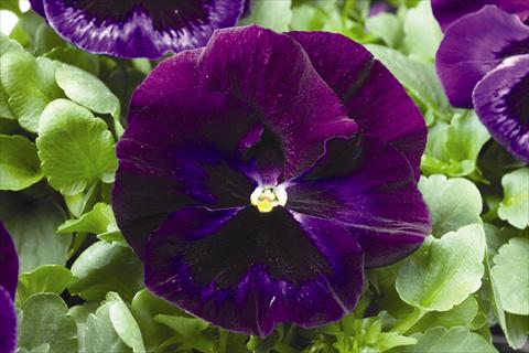 Foto fiore da  Aiuola e/o bordura Viola wittrockiana Colossus F1 Neon Violet