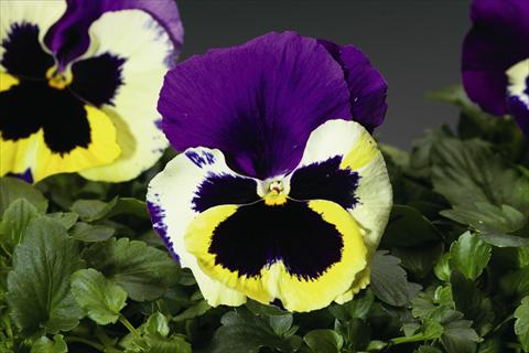 Foto fiore da  Aiuola e/o bordura Viola wittrockiana Colossus F1 Tricolor