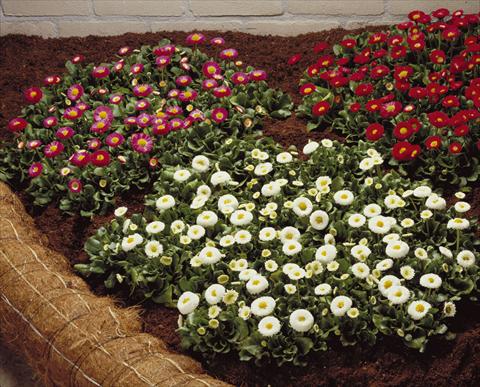 Foto fiore da  Vaso, aiuola, balcone Bellis perennis Galaxy