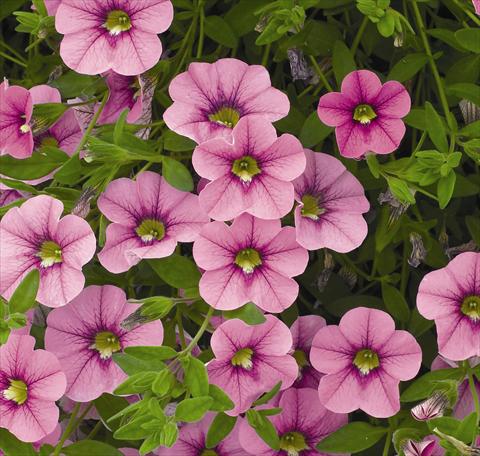 Foto fiore da  Basket o vaso Calibrachoa Carillon Lilac Pink